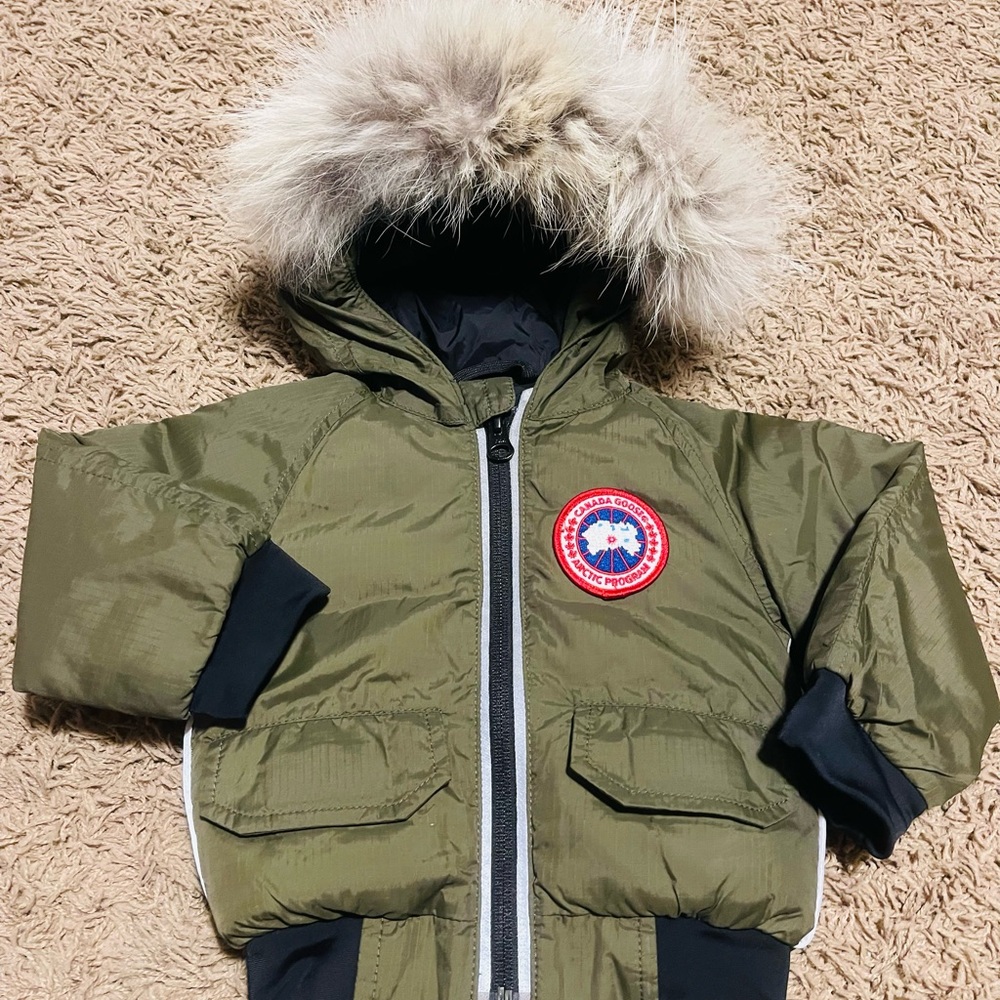Infant Canada goose
